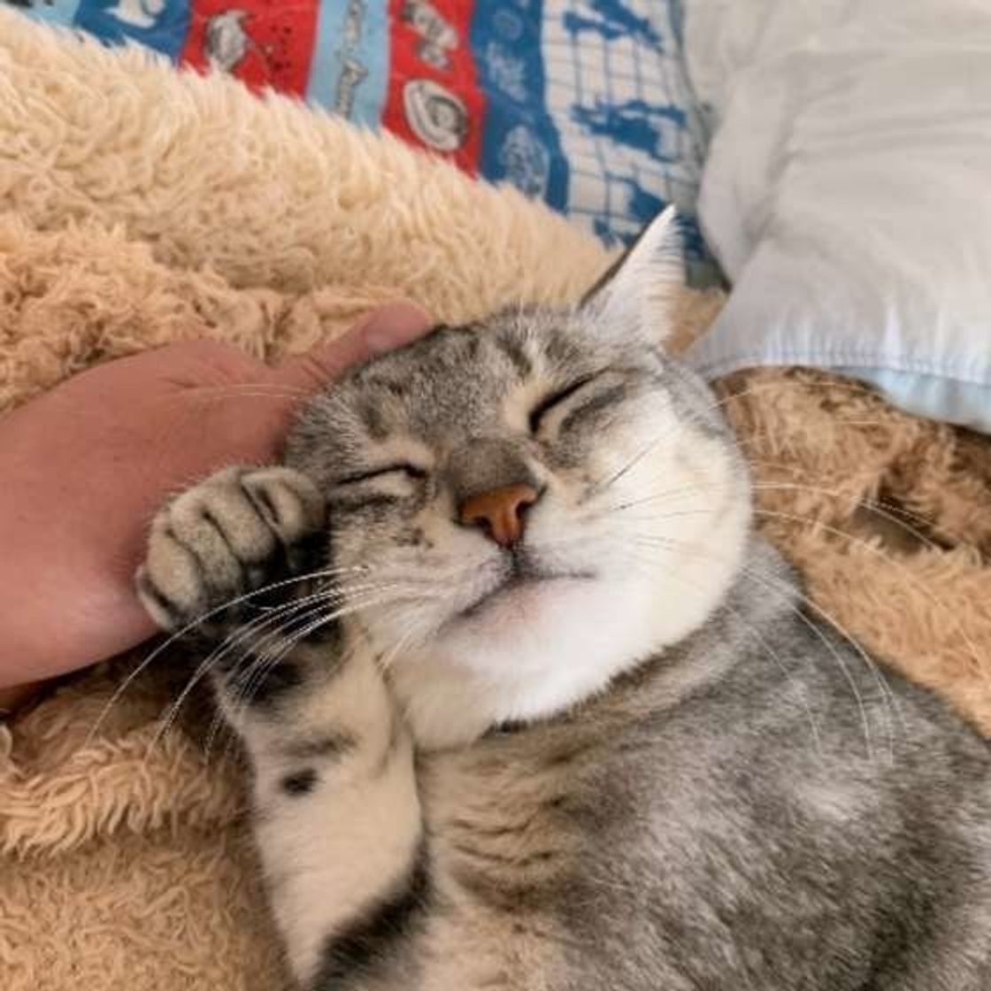 白い鼻がピンクになるのはどんなとき 猫のパーツに関する豆知識 ねこのきもちweb Magazine