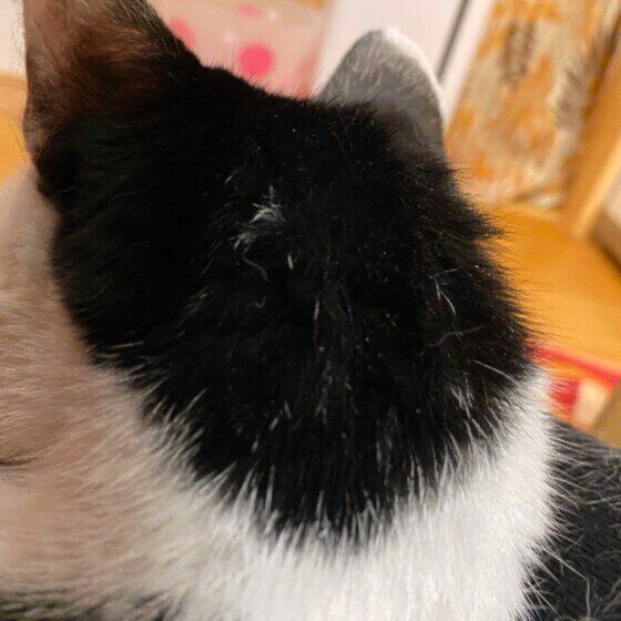 おかっぱのみかんちゃん（MIX）