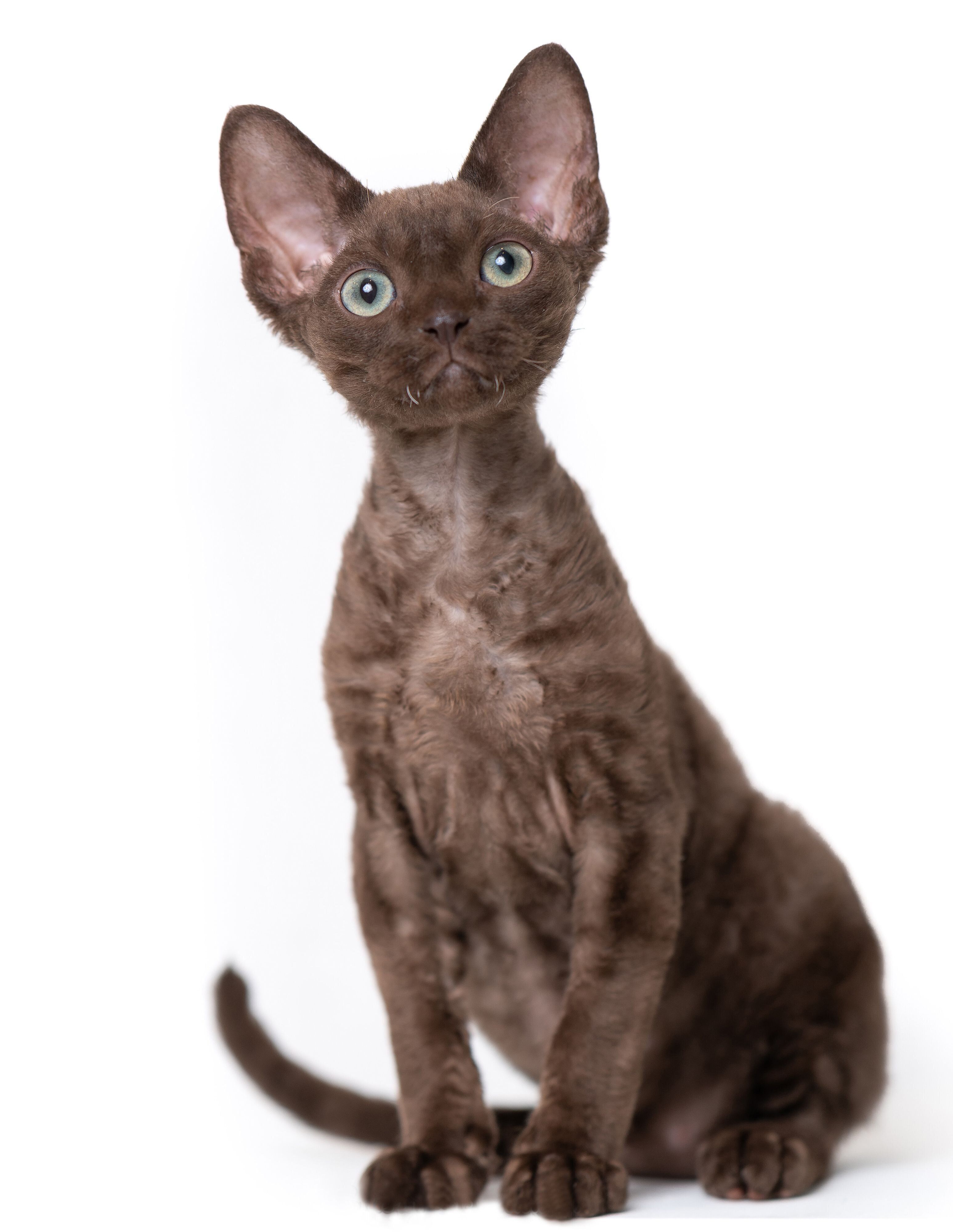 画像／2020年8月号「毛柄トリビア１０」