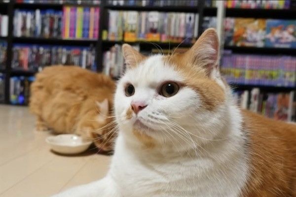 妹思いの兄ニャンコ