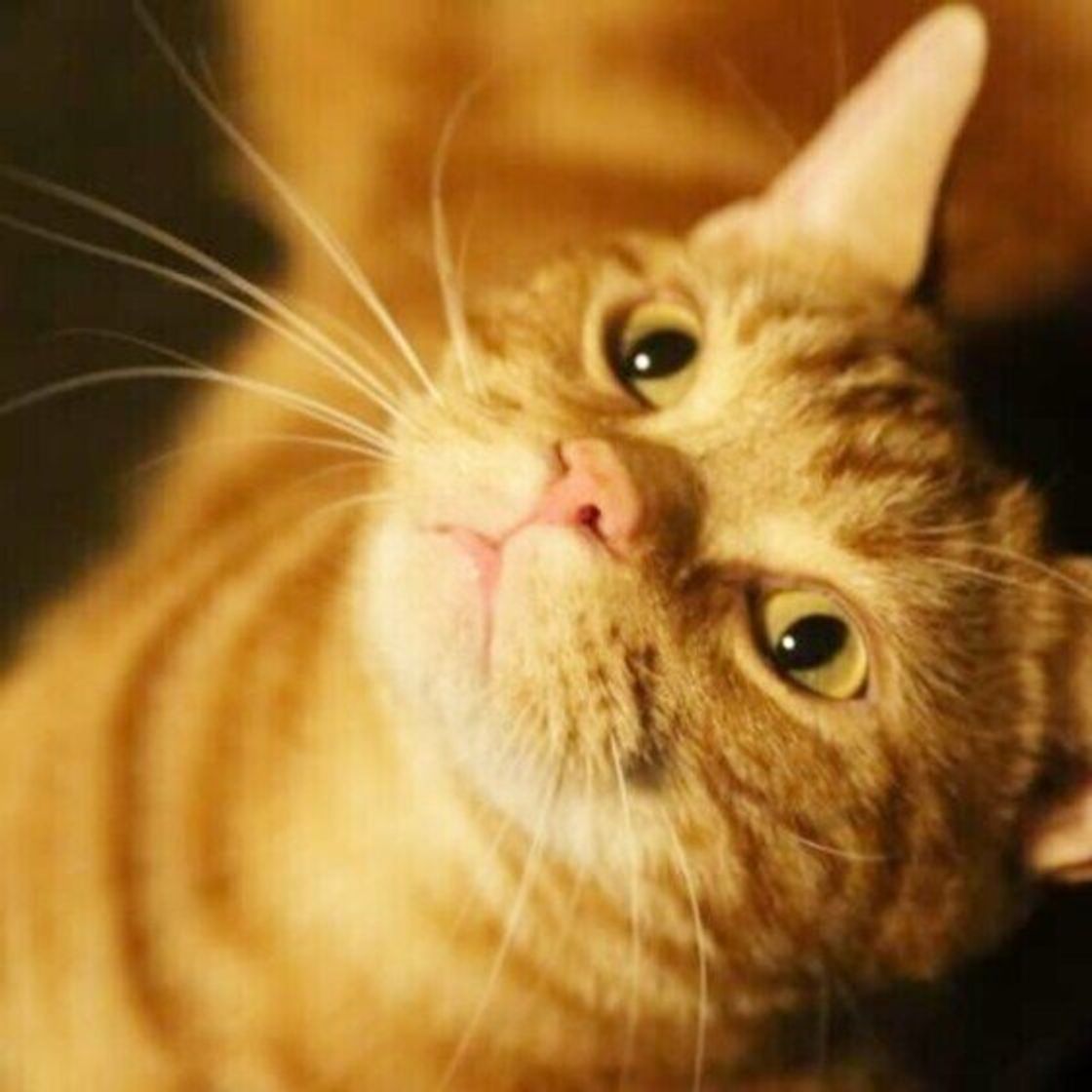 調査 人に対する 好き嫌い がハッキリ 猫が 好きな人 嫌いな人 の特徴 ねこのきもちweb Magazine 調査 人に対する 好き嫌い がハッキリ 猫が 好きな人 嫌いな人 の特徴 ねこのきもちweb Magazine