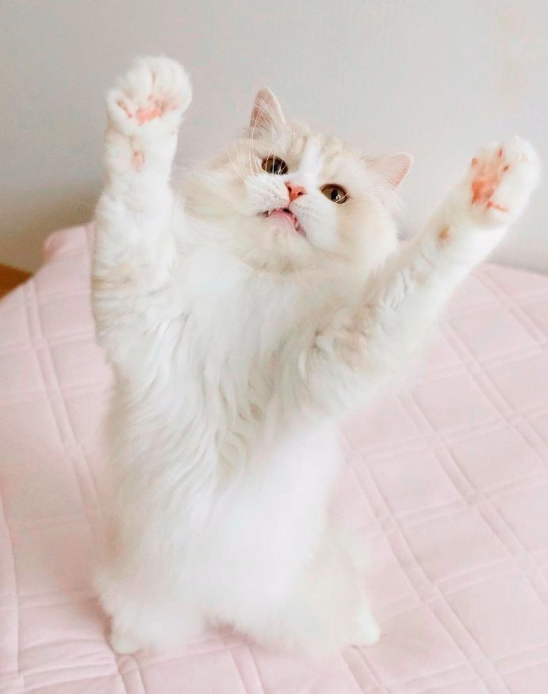 もふもふがたまらニャい 思わず顔を埋めたくなる猫画像集めました ねこのきもちweb Magazine もふもふがたまらニャい 思わず顔を埋めたくなる猫画像集めました ねこのきもちweb Magazine