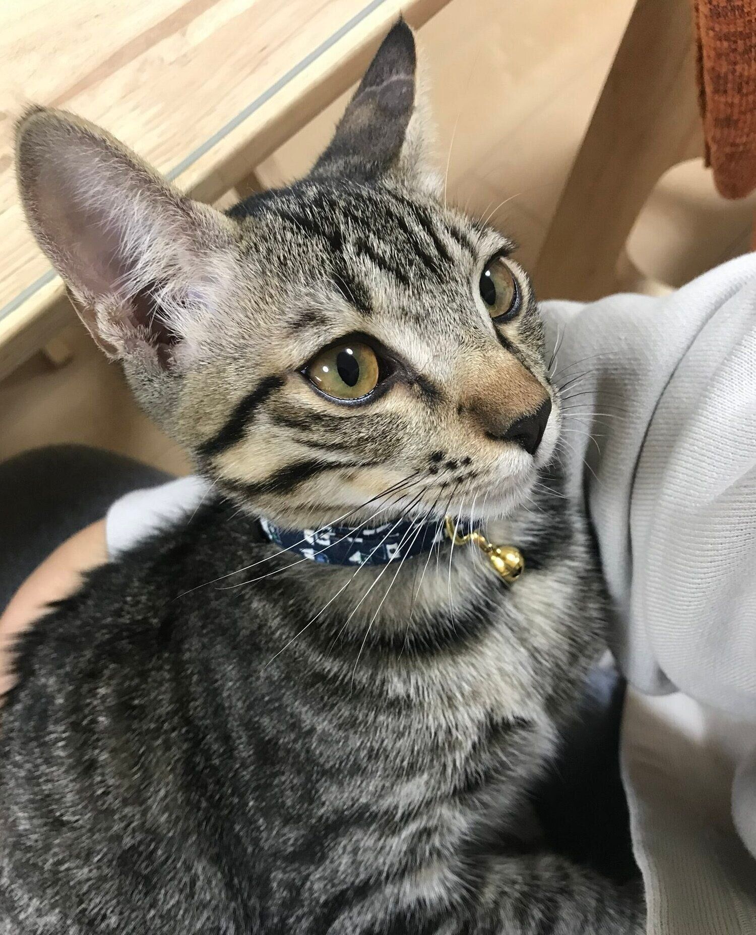 子猫時代のテトくん