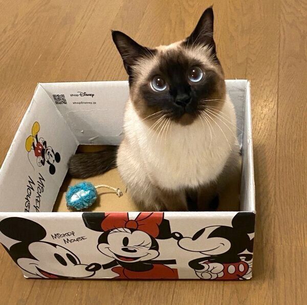 箱に入るなみちゃん