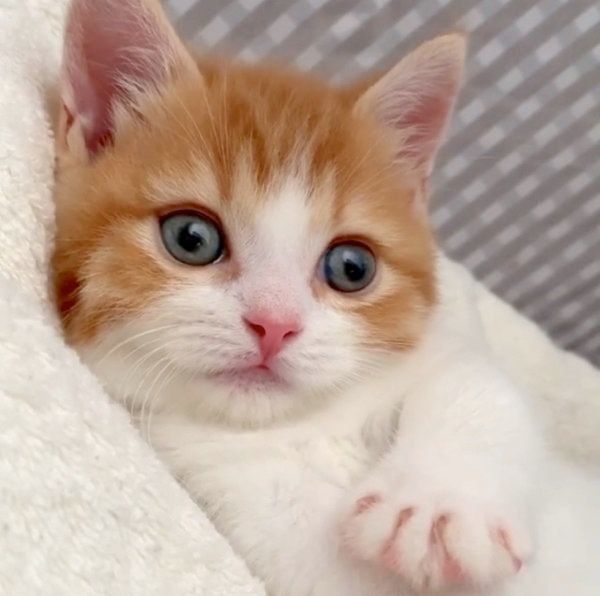 お手てをグーパーする茶太くん