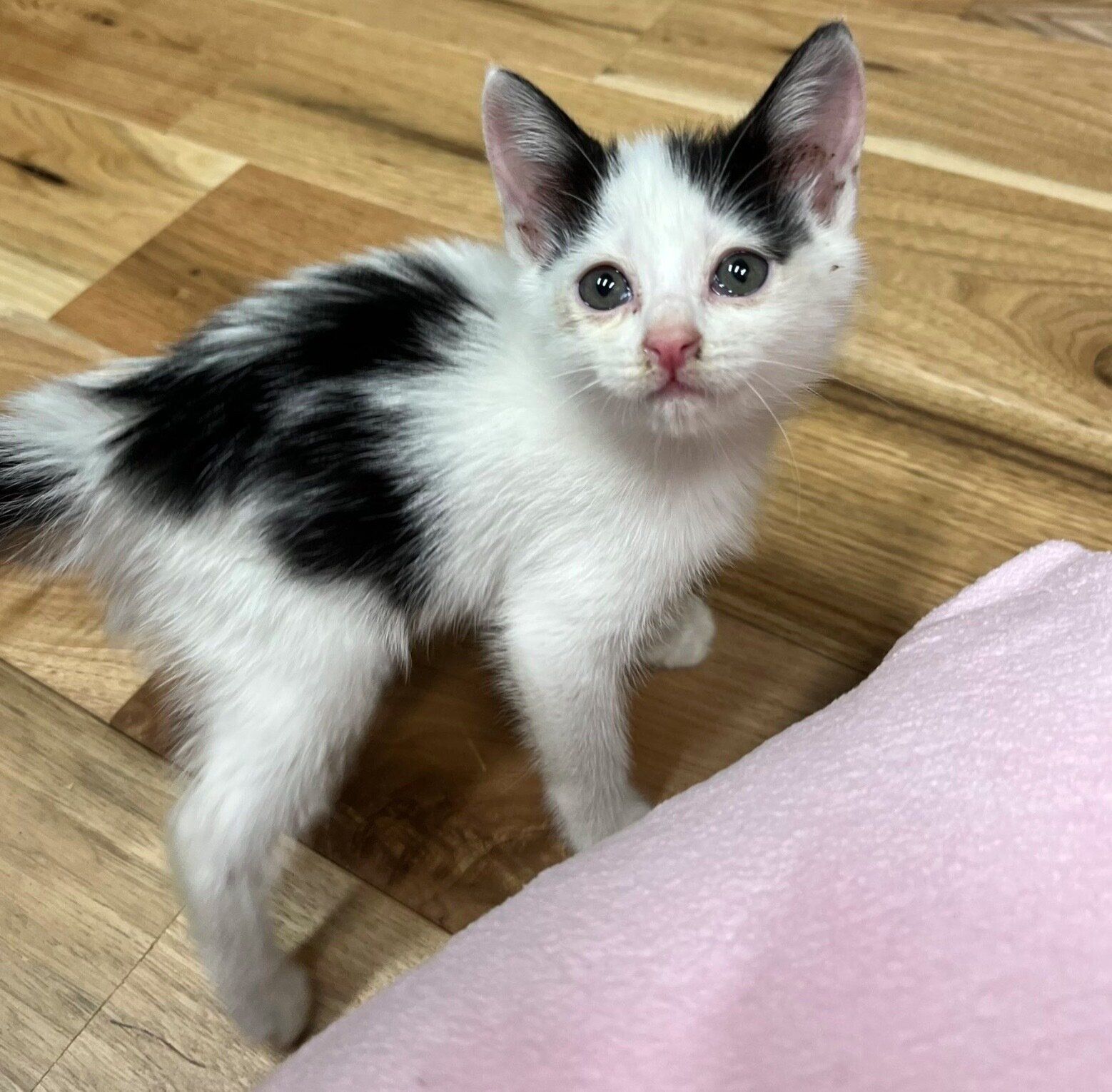 保護して少し経った頃のパインちゃん