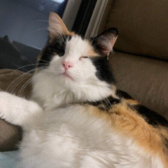 MIXのみぃちゃんの細目顔