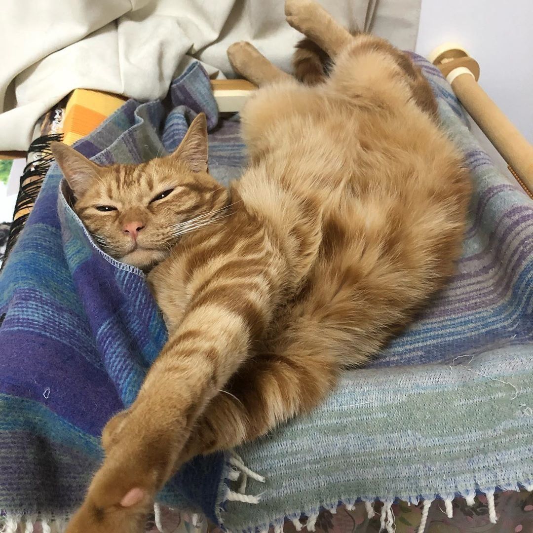 寝起きに伸びる猫