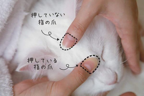 マッサージで猫と飼い主さんがお互いに癒しあえるヒミツ