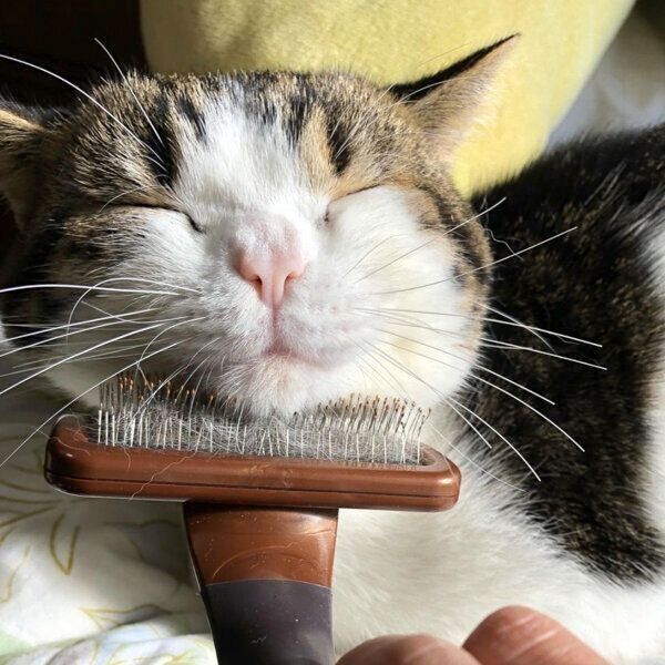 気持ちよさそうな顔をするとおふくん