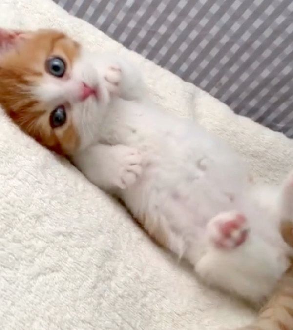 ごろごろするマンチカン