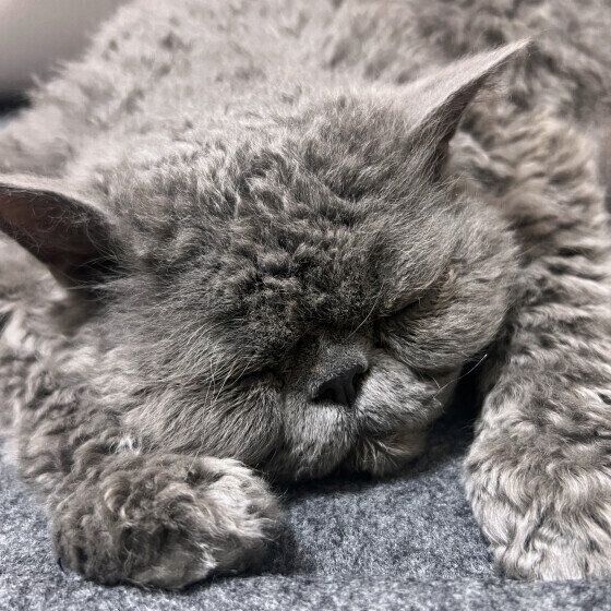 セルカークレックスのこてつくん