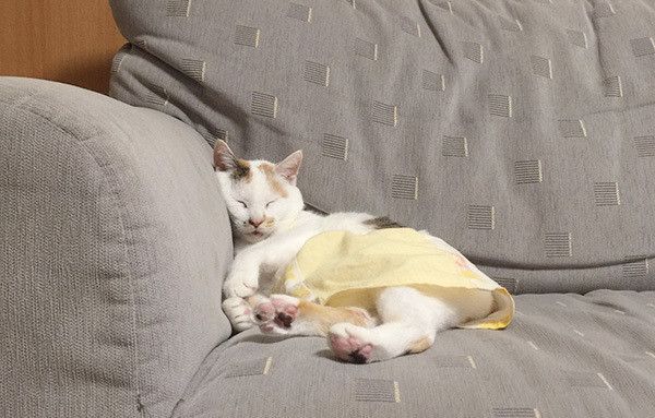 眠る猫