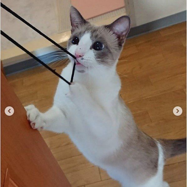 オリエンタルショートヘアー