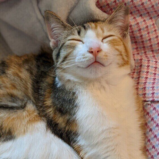 幸せそうな寝顔の三毛猫