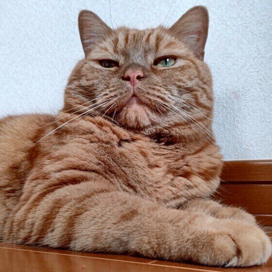 ツンとした顔の龍太くん