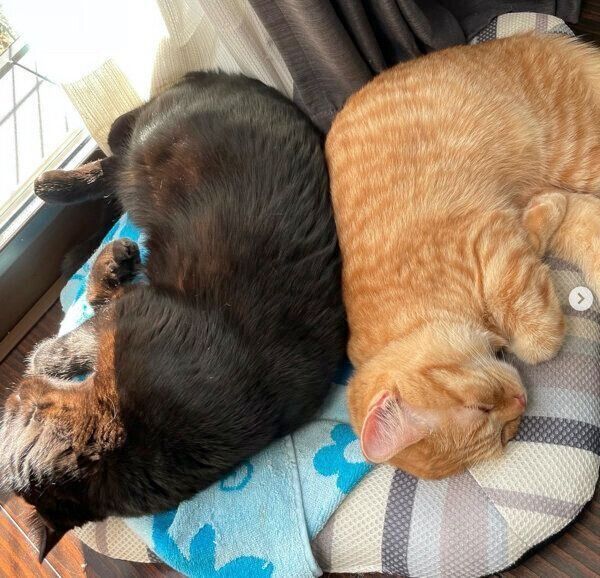 くっついて眠る空ちゃんと天くん