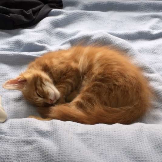 丸まったメインクーン