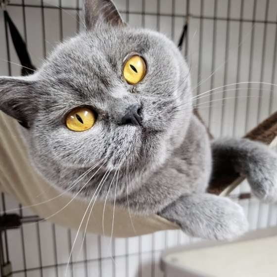 くつろぐブリティッシュショートヘア