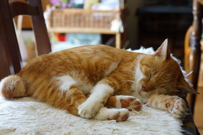 椅子の上で眠る猫