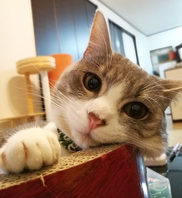 生まれ変わったら猫になりたい 猫飼い主さんの本音 ねこのきもちweb Magazine