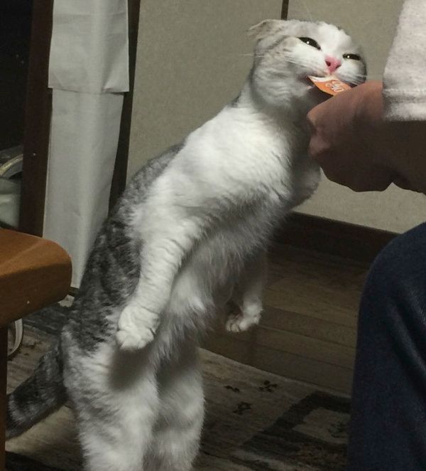 ちゅ〜るを必死に食べる猫