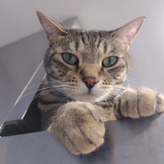 レンジフードの上から見張る勘太くん