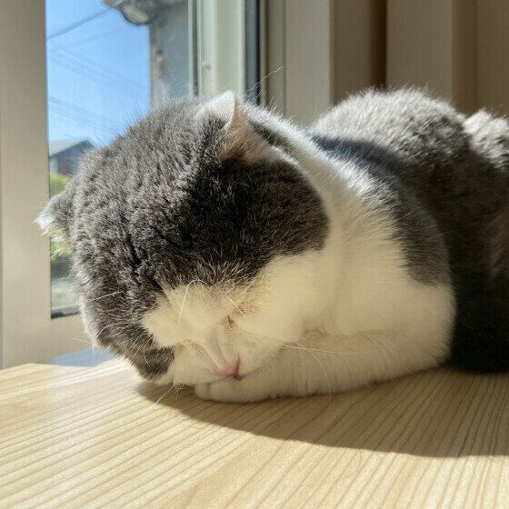 スコティッシュフォールドのクーくん