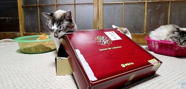 お歳暮が気になる猫