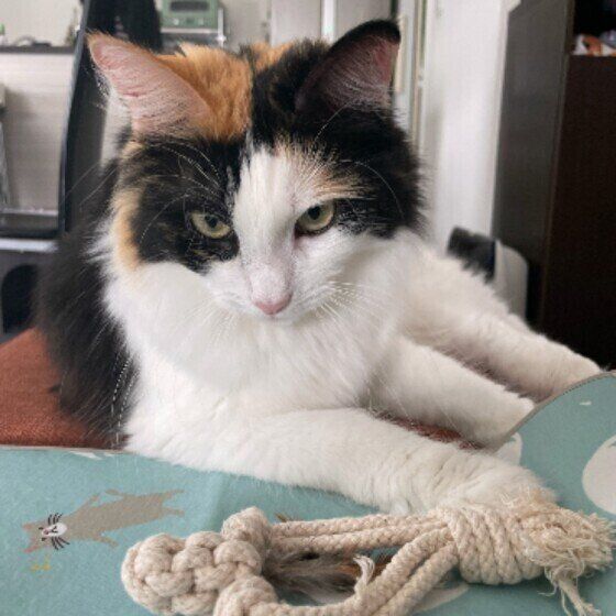 ミケ猫のみぃちゃん