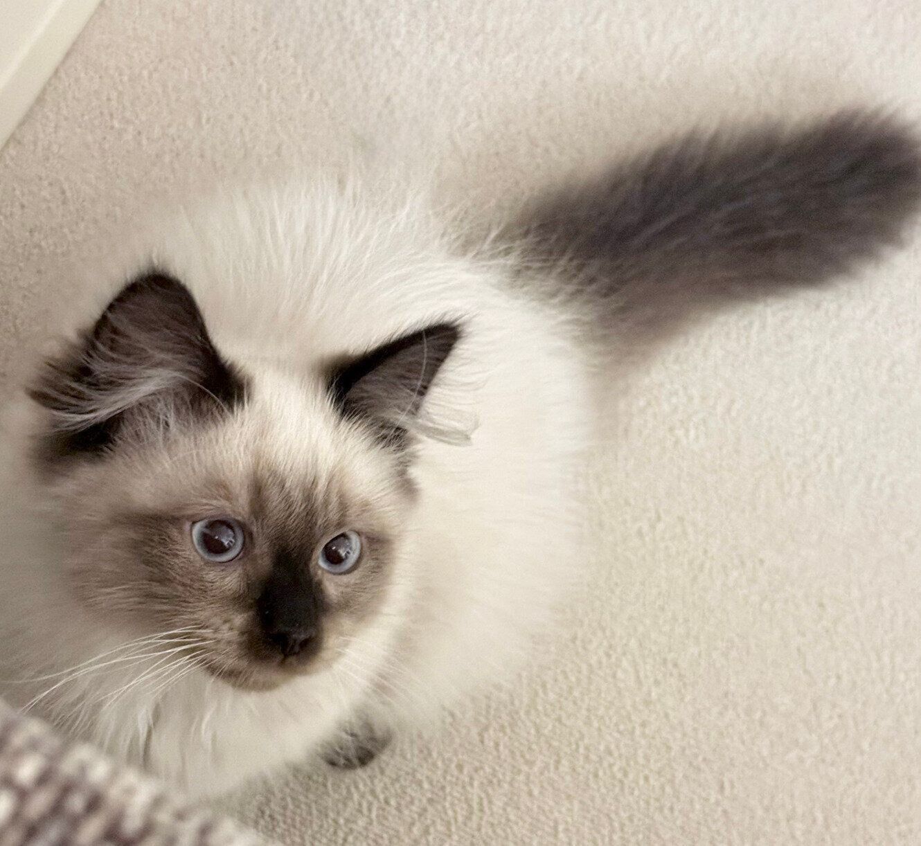 お迎えしたばかりのころの生後4カ月ほどのるねくん