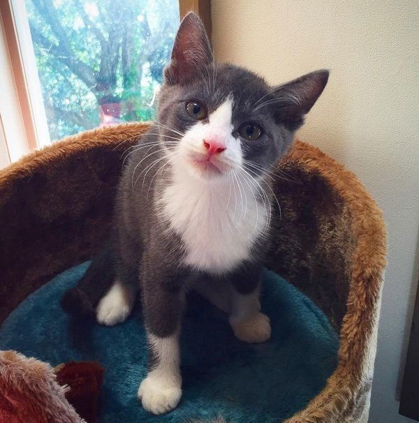 ハチワレのジェリーくん