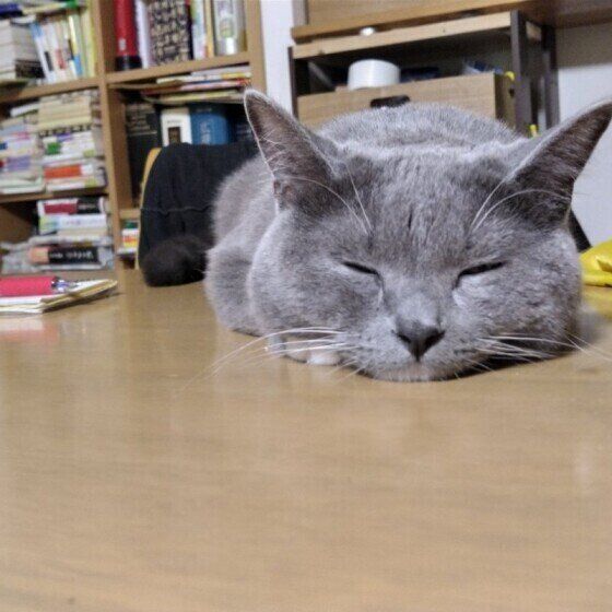 食卓の上で寝落ちするグレーのMix猫