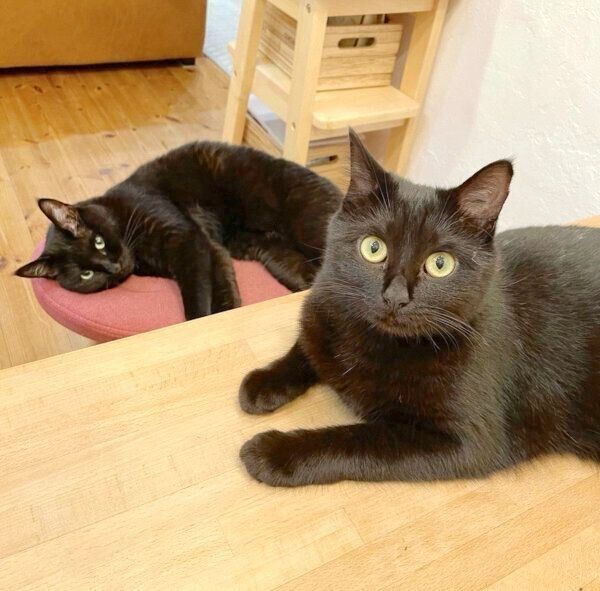 くつろぐえいきちくん、おりんちゃん