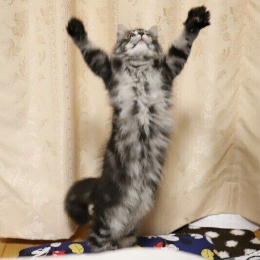 ジャンプするサイベリアン