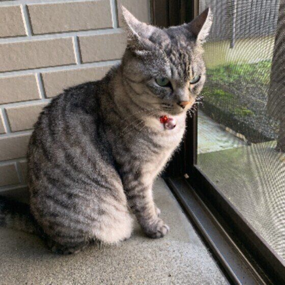 窓際に座るクロムちゃん（MIX）