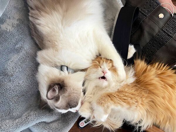 じゃれ合うぐりくん、ぐらちゃん