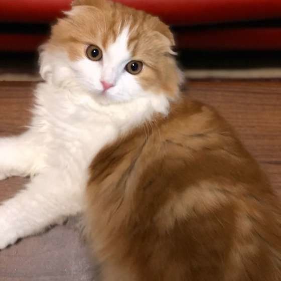 見つめるスコティッシュフォールド