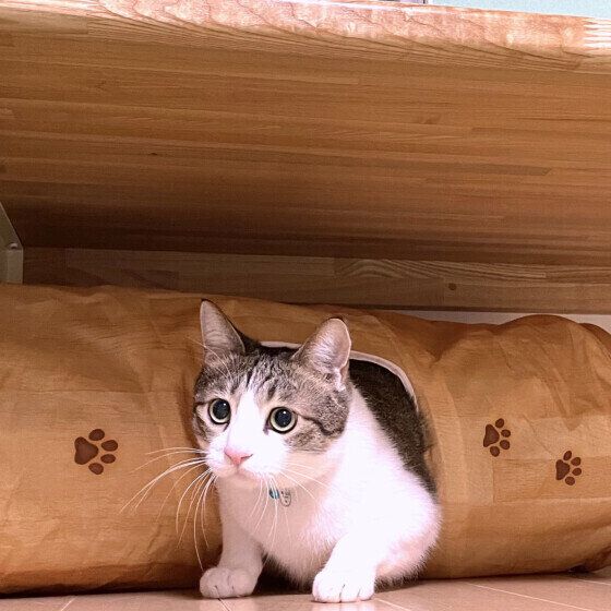 茶白猫の五郎ちゃん