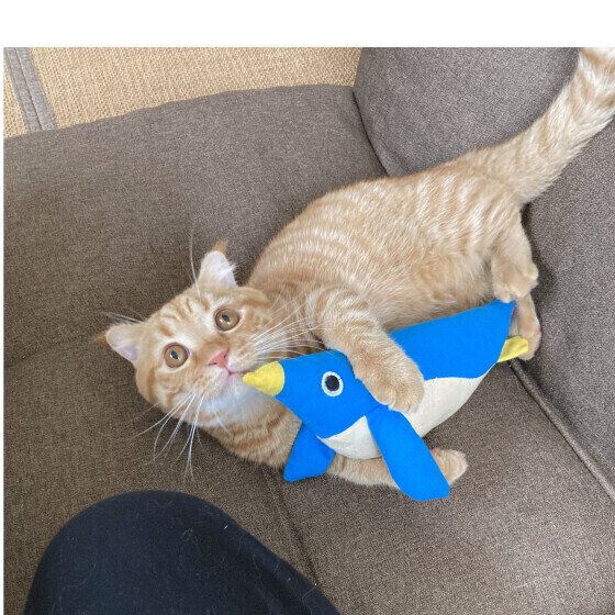 ぬいぐるみを抱っこするマンチカン