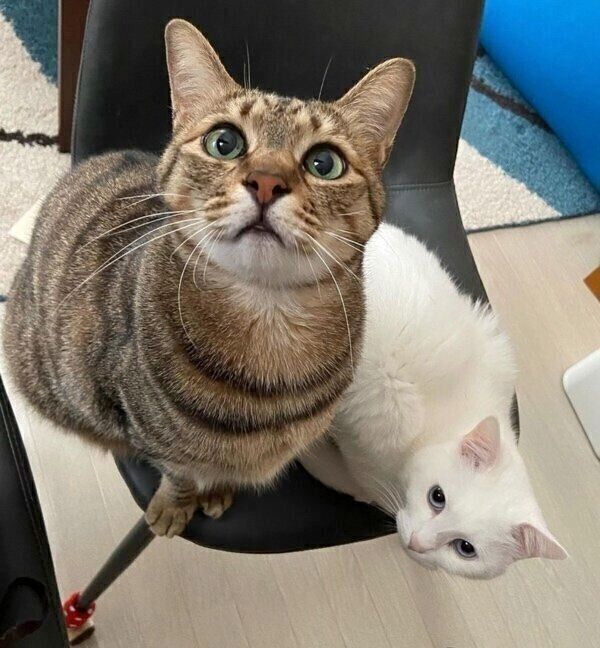 もあくんとももちゃんの2ショット