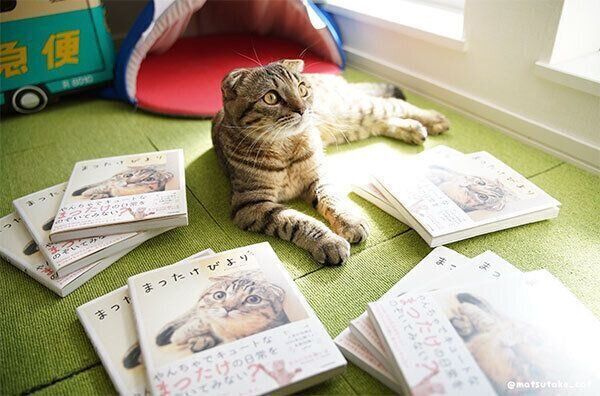 子猫の成長はあっという間 話題の猫 まつたけちゃん の1才までの成長記録が感慨深い ねこのきもちweb Magazine