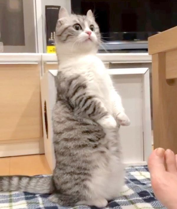 チェックが厳しいマンチカン