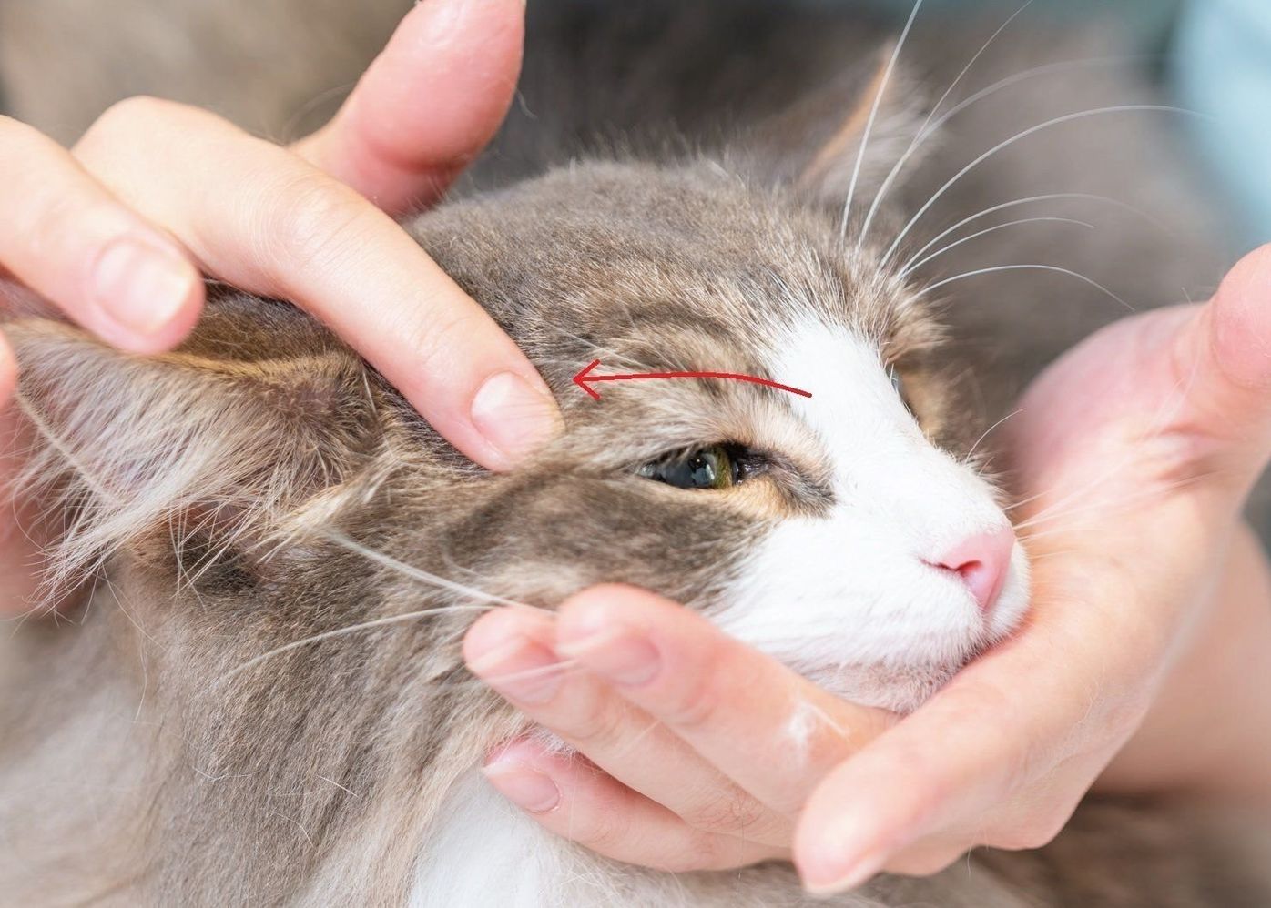 猫の疲れを癒すおススメ 顔周りのツボ押しマッサージ ねこのきもちweb Magazine 猫の疲れを癒すおススメ 顔周りのツボ押しマッサージ ねこのきもちweb Magazine