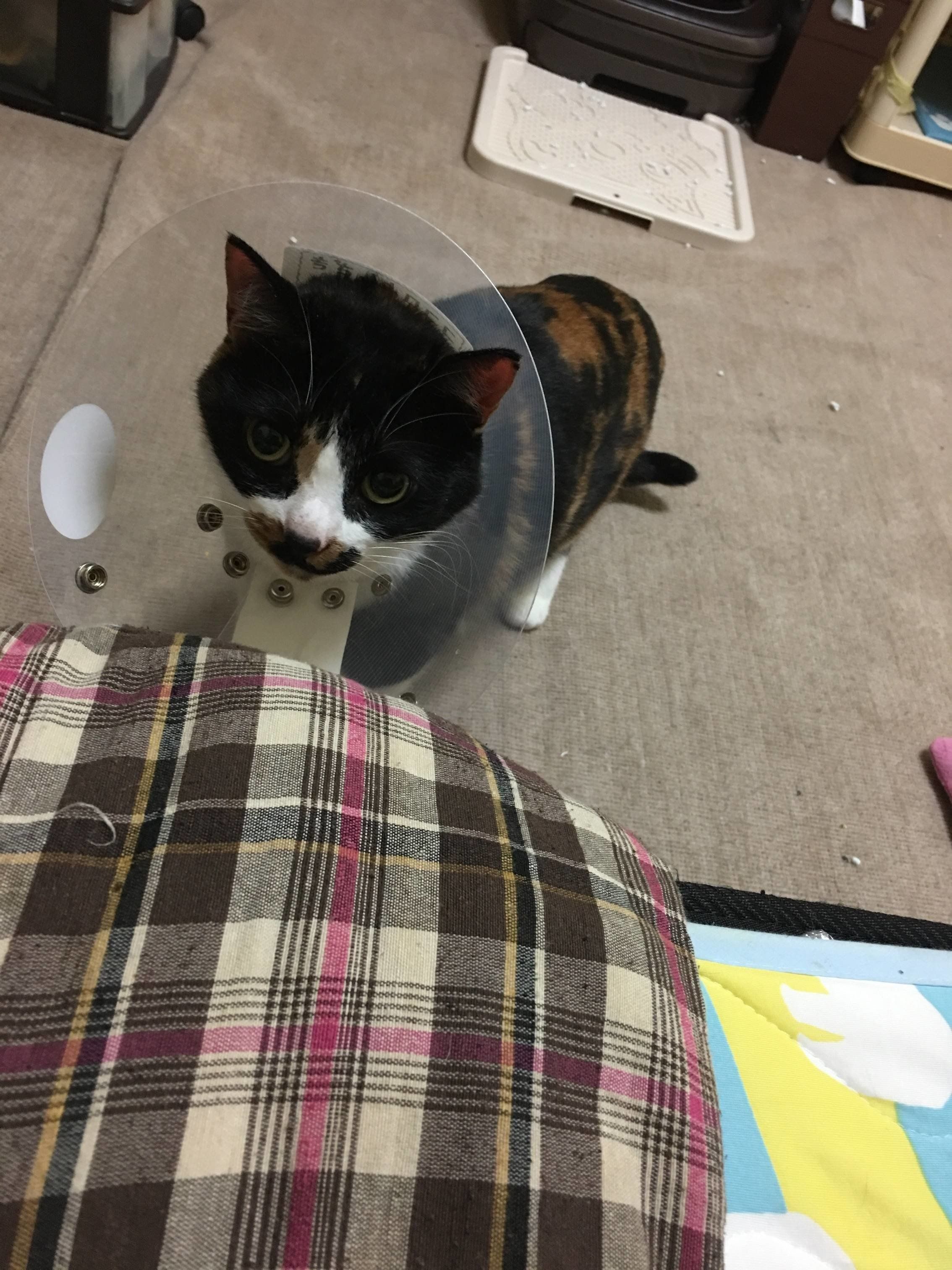 画像／2020年4月号「ねこの病気、そこが知りたい！」