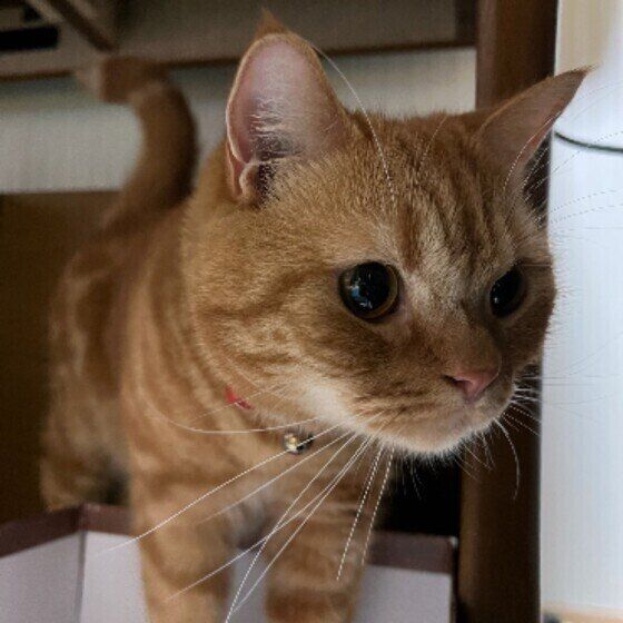 スコティッシュフォールドのこむぎ。くん