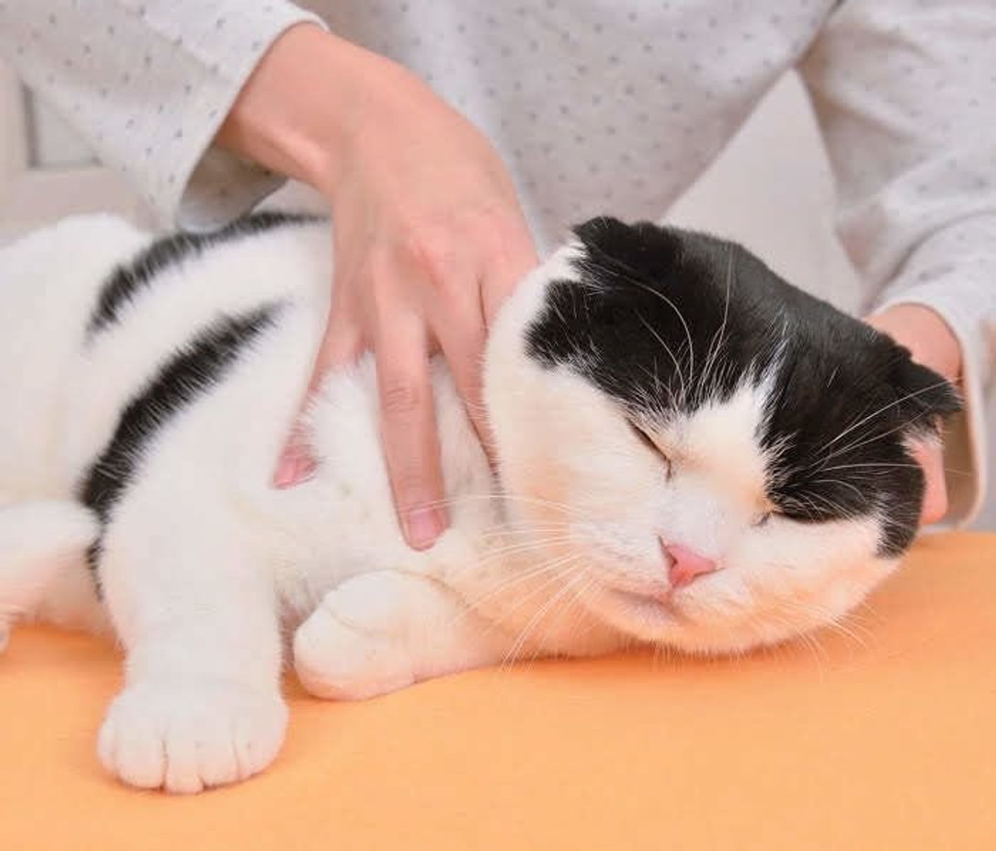 季節の変わり目に試してみて 猫カゼにきくマッサージ方法 ねこのきもちweb Magazine 季節の変わり目に試してみて 猫カゼにきくマッサージ方法 ねこのきもちweb Magazine
