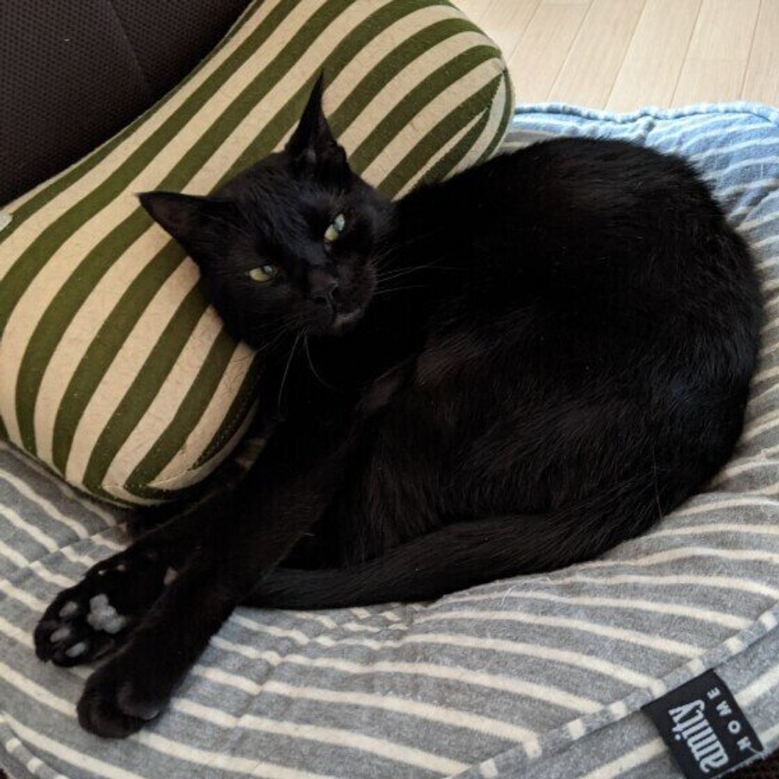 画像いっぱい 猫の肉球 色と性格の関係は 肉球の構造と正しいケアも ねこのきもちweb Magazine 画像いっぱい 猫の肉球 色と性格の関係は 肉球の構造と正しいケアも ねこのきもちweb Magazine