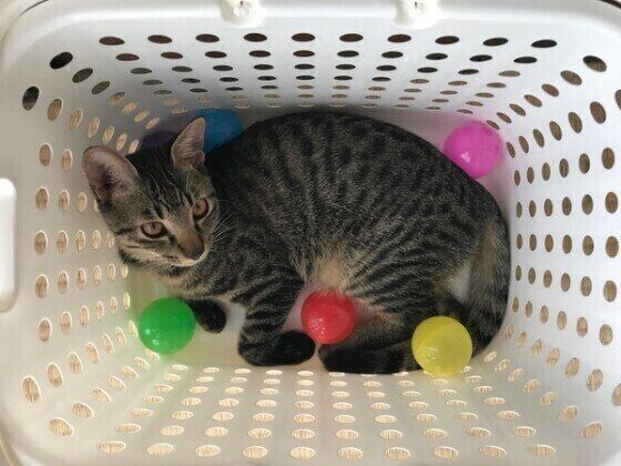 キジトラ猫のにゃのすけくん