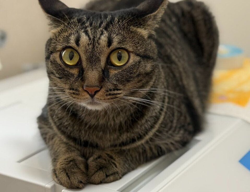 洗顔中の飼い主を見る猫